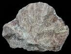 Polished Fossil Coral (Actinocyathus) - Morocco #60058-1